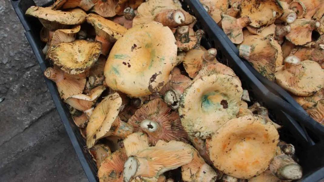 Kumluca’nın Altın Mantarı Kanlıca Yörede Geçim Kapısı Oldu 1